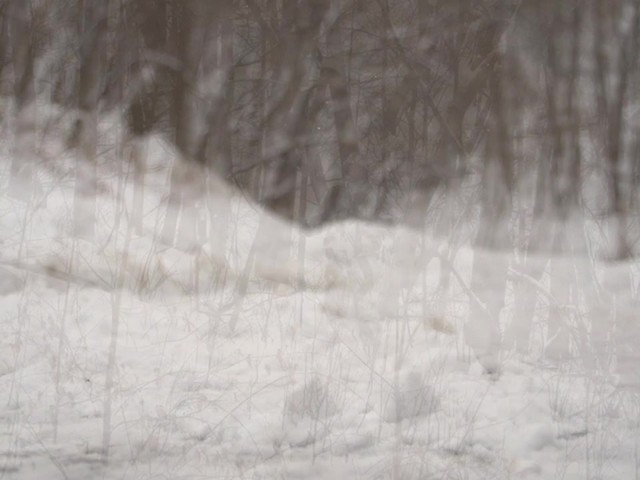 HQ ISSUE™ Tactical Snowshoes - image 7 from the video