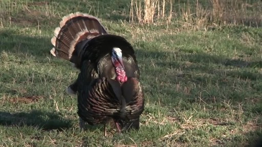 Montana Decoy Miss Purr-fect 3D Hen Turkey Decoy - image 1 from the video