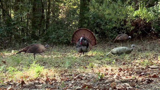 Montana Decoy Miss Purr-fect 3D Hen Turkey Decoy - image 6 from the video