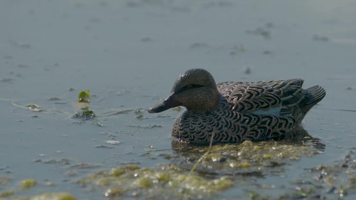 Avian-X Top Flight Teal Early Season Duck Decoys 6 Pack - image 3 from the video