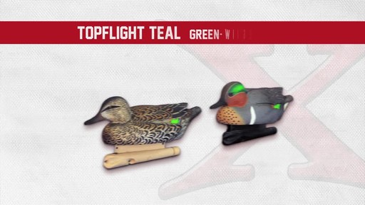 Avian-X Top Flight Teal Early Season Duck Decoys 6 Pack - image 9 from the video