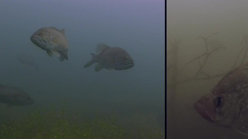 Aqua-Vu Micro 5 Plus Underwater Camera System - image 5 from the video