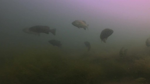 Aqua-Vu Micro 5 Plus Underwater Camera System - image 7 from the video
