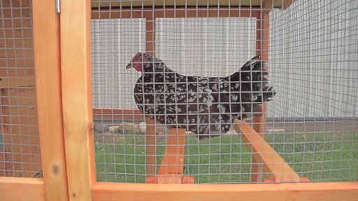 CASTLECREEK Backyard Chicken Coop - image 1 from the video