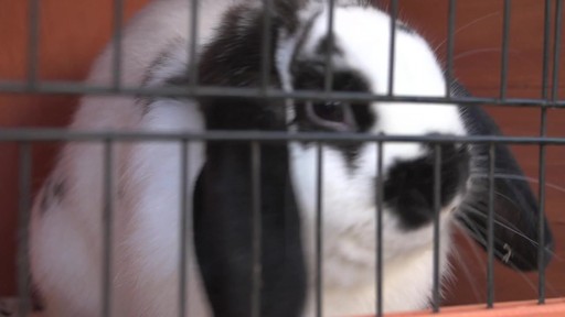 CASTLECREEK Rabbit Hutch - image 7 from the video