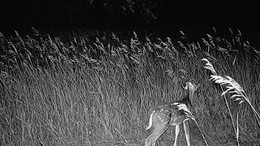 Wildgame Innovations Blade 8X LightsOut Game Camera - image 5 from the video