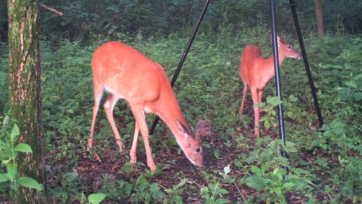 Leupold RCX-1 8MP Trail Camera - image 3 from the video