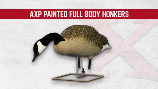 Avian-X Painted Honker Canada Goose Decoy Combo 6 pack - image 1 from the video