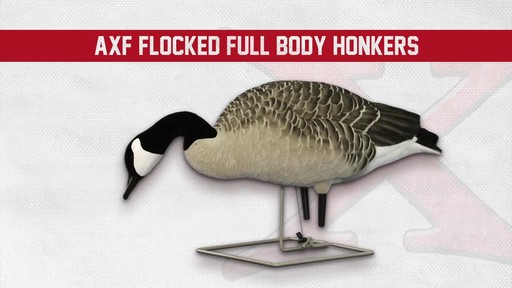 Avian-X Painted Honker Canada Goose Decoy Combo 6 pack - image 2 from the video