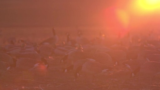 Avian-X Painted Honker Canada Goose Decoy Combo 6 pack - image 4 from the video
