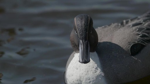 Avian-X Top Flight Pintail Decoys 6 Pack - image 4 from the video