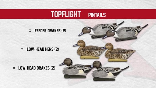 Avian-X Top Flight Pintail Decoys 6 Pack - image 5 from the video