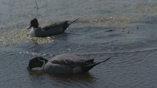 Avian-X Top Flight Pintail Decoys 6 Pack - image 8 from the video