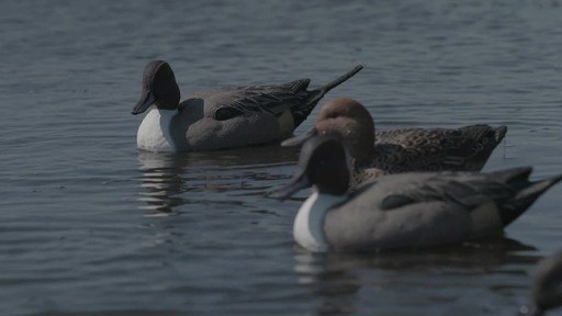 Avian-X Top Flight Pintail Decoys 6 Pack - image 9 from the video