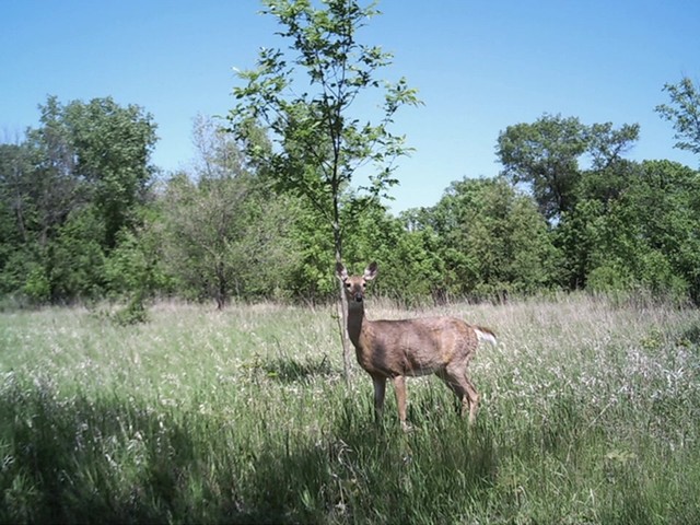  Stealth Cam® Skout-NoGlo Trail Camera - image 2 from the video