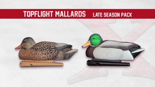 Avian-X TopFlight Late Season Mallards 6 Pack - image 5 from the video