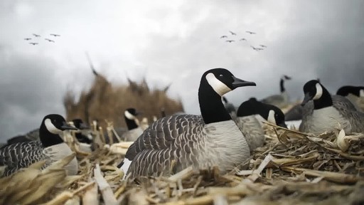 Avian-X Painted Canada Goose Sleeper Shells 6 Pack - image 3 from the video