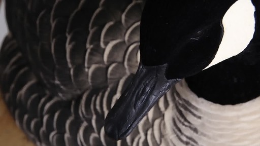 Avian-X Painted Canada Goose Sleeper Shells 6 Pack - image 5 from the video