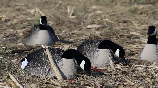 Avian-X Painted Canada Goose Sleeper Shells 6 Pack - image 6 from the video
