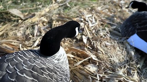 Avian-X Painted Canada Goose Sleeper Shells 6 Pack - image 7 from the video