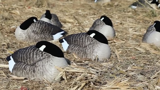 Avian-X Painted Canada Goose Sleeper Shells 6 Pack - image 8 from the video