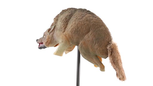 Bird-X 3D Coyote Decoy 360 View - image 9 from the video