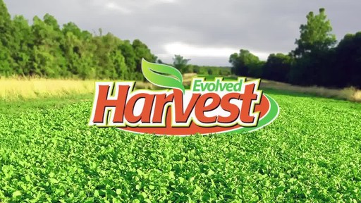 Evolved Harvest Provide Clover (Perennial) - image 1 from the video
