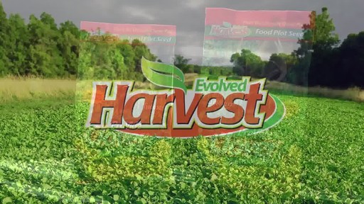 Evolved Harvest Provide Clover (Perennial) - image 10 from the video