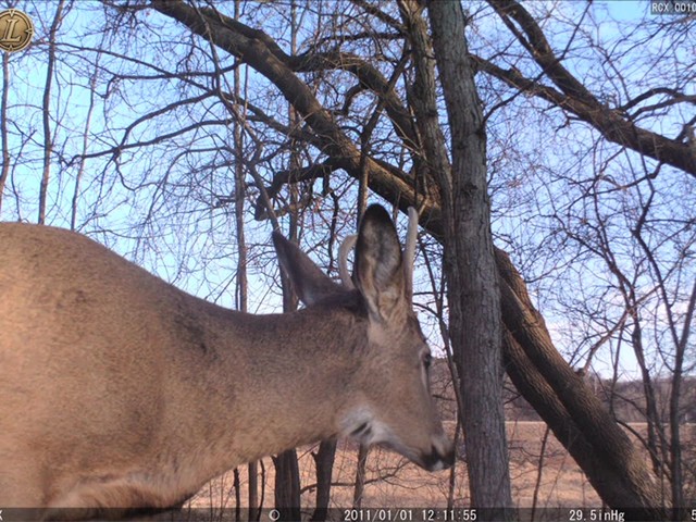 Leupold® RCX-2 10MP Trail Camera - image 3 from the video