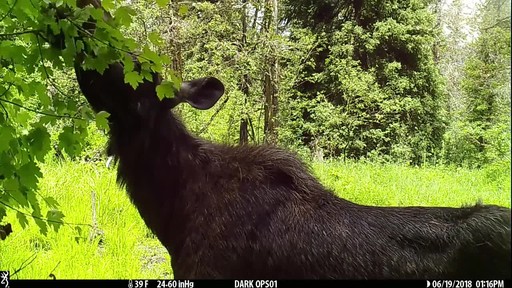 Browning Strike Force Pro XD Trail Camera - image 2 from the video