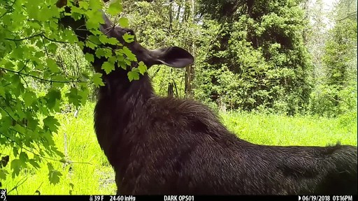 Browning Strike Force Pro XD Trail Camera - image 3 from the video