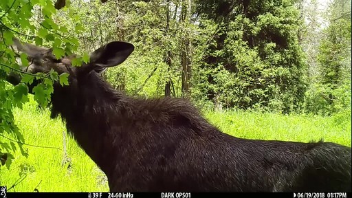 Browning Strike Force Pro XD Trail Camera - image 4 from the video