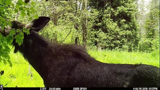 Browning Strike Force Pro XD Trail Camera - image 5 from the video