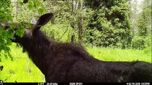 Browning Strike Force Pro XD Trail Camera - image 7 from the video