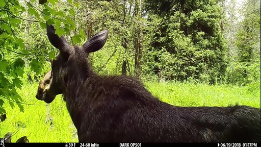 Browning Strike Force Pro XD Trail Camera - image 9 from the video