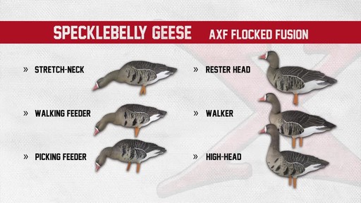 Avian-X AXF Flocked Fusion Full Body Specklebelly Goose Decoys 6 Pack - image 10 from the video