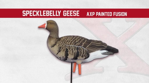 Avian-X AXF Flocked Fusion Full Body Specklebelly Goose Decoys 6 Pack - image 2 from the video