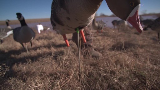 Avian-X AXF Flocked Fusion Full Body Specklebelly Goose Decoys 6 Pack - image 3 from the video