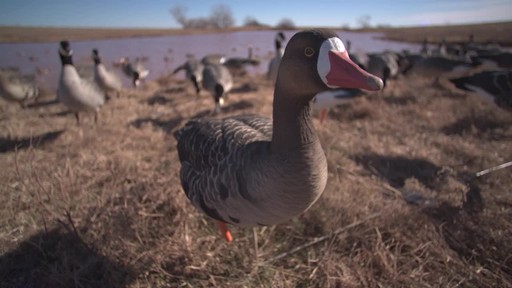 Avian-X AXF Flocked Fusion Full Body Specklebelly Goose Decoys 6 Pack - image 4 from the video