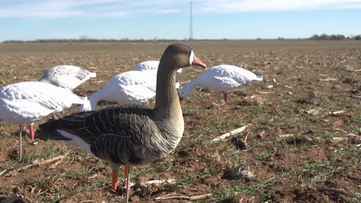 Avian-X AXF Flocked Fusion Full Body Specklebelly Goose Decoys 6 Pack - image 5 from the video