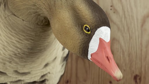 Avian-X AXF Flocked Fusion Full Body Specklebelly Goose Decoys 6 Pack - image 6 from the video