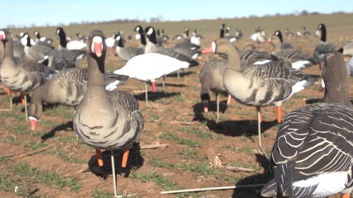 Avian-X AXF Flocked Fusion Full Body Specklebelly Goose Decoys 6 Pack - image 7 from the video