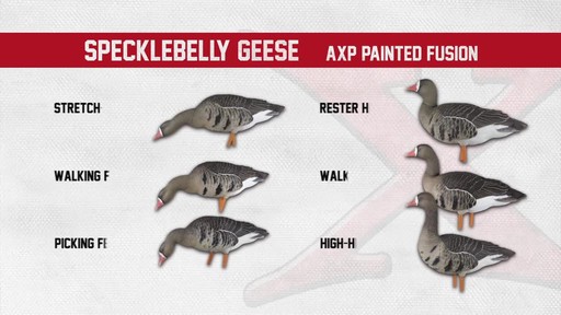 Avian-X AXF Flocked Fusion Full Body Specklebelly Goose Decoys 6 Pack - image 8 from the video