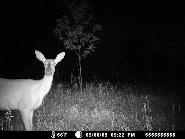 Game Spy™ 8MP Low Glow Infrared Trail Camera - image 4 from the video