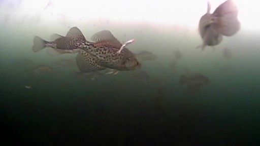 Aqua-Vu AV Micro II Underwater Camera System - image 9 from the video