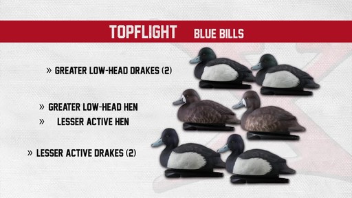 Avian-X Topflight Bluebill Decoys 6 pack - image 9 from the video