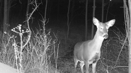 Stealth Cam 7MP RX24 Trail Camera - image 9 from the video