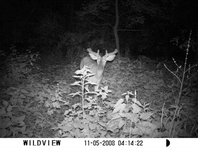 X8IR No Glo Game Camera - image 1 from the video