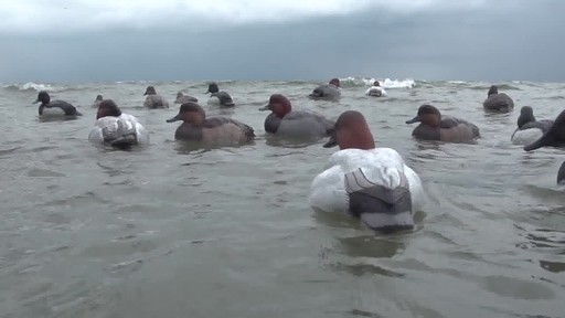 Avian-X Topflight Canvasback Decoys 6 pack - image 10 from the video