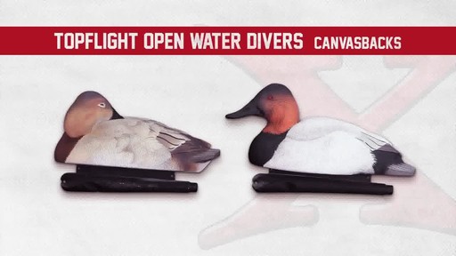 Avian-X Topflight Canvasback Decoys 6 pack - image 2 from the video